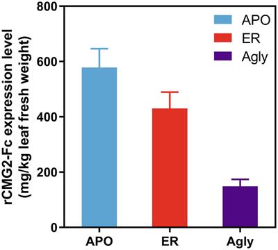 Effects of N-Glycosylation on the Structure, Function, and Stability of a Plant-Made Fc-Fusion Anthrax Decoy Protein